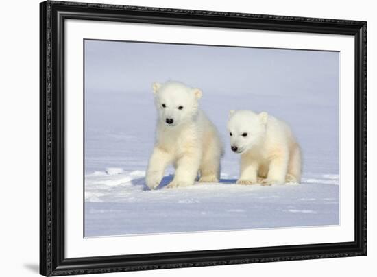 Polar Bear Twins-Howard Ruby-Framed Photographic Print