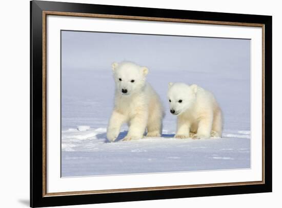 Polar Bear Twins-Howard Ruby-Framed Photographic Print