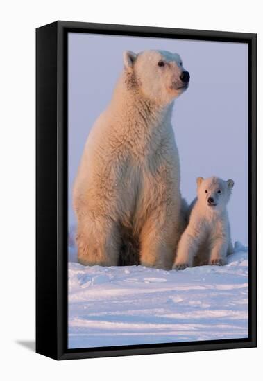 Polar Bear (Ursus Maritimus) and Cub, Wapusk National Park, Churchill, Hudson Bay, Manitoba, Canada-David Jenkins-Framed Premier Image Canvas