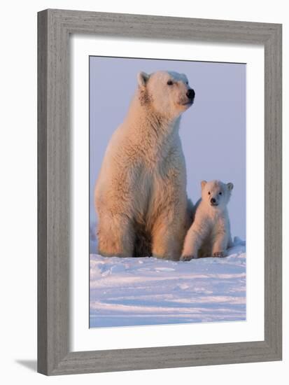 Polar Bear (Ursus Maritimus) and Cub, Wapusk National Park, Churchill, Hudson Bay, Manitoba, Canada-David Jenkins-Framed Photographic Print