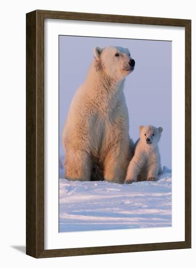 Polar Bear (Ursus Maritimus) and Cub, Wapusk National Park, Churchill, Hudson Bay, Manitoba, Canada-David Jenkins-Framed Photographic Print