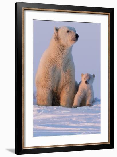 Polar Bear (Ursus Maritimus) and Cub, Wapusk National Park, Churchill, Hudson Bay, Manitoba, Canada-David Jenkins-Framed Photographic Print