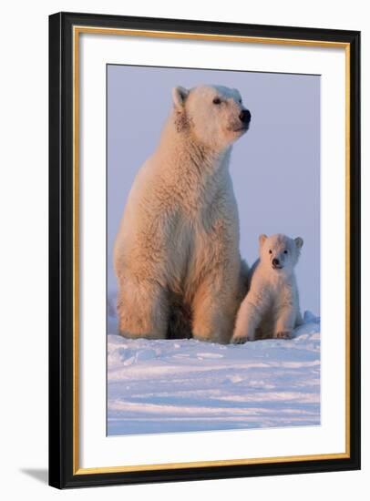 Polar Bear (Ursus Maritimus) and Cub, Wapusk National Park, Churchill, Hudson Bay, Manitoba, Canada-David Jenkins-Framed Photographic Print