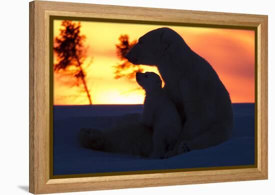 Polar Bear (Ursus Maritimus) and Cub, Wapusk National Park, Churchill, Hudson Bay, Manitoba, Canada-David Jenkins-Framed Premier Image Canvas