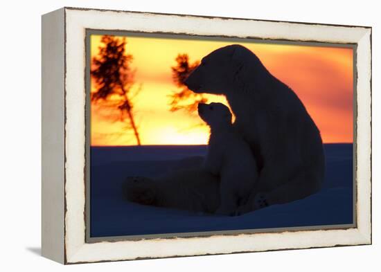 Polar Bear (Ursus Maritimus) and Cub, Wapusk National Park, Churchill, Hudson Bay, Manitoba, Canada-David Jenkins-Framed Premier Image Canvas