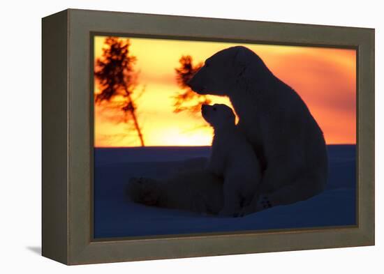 Polar Bear (Ursus Maritimus) and Cub, Wapusk National Park, Churchill, Hudson Bay, Manitoba, Canada-David Jenkins-Framed Premier Image Canvas