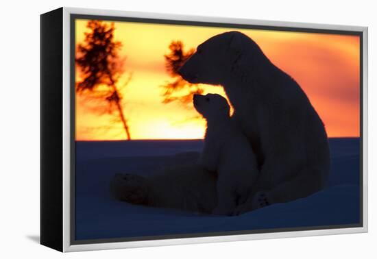 Polar Bear (Ursus Maritimus) and Cub, Wapusk National Park, Churchill, Hudson Bay, Manitoba, Canada-David Jenkins-Framed Premier Image Canvas