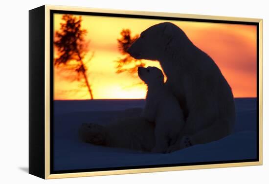 Polar Bear (Ursus Maritimus) and Cub, Wapusk National Park, Churchill, Hudson Bay, Manitoba, Canada-David Jenkins-Framed Premier Image Canvas