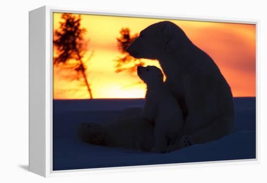 Polar Bear (Ursus Maritimus) and Cub, Wapusk National Park, Churchill, Hudson Bay, Manitoba, Canada-David Jenkins-Framed Premier Image Canvas