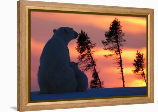 Polar Bear (Ursus Maritimus) and Cub, Wapusk National Park, Churchill, Hudson Bay, Manitoba, Canada-David Jenkins-Framed Premier Image Canvas