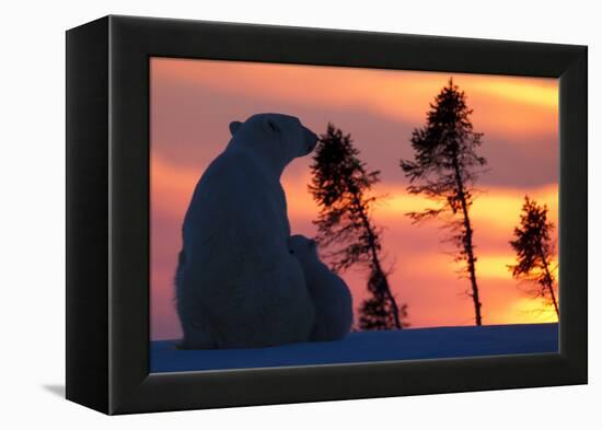 Polar Bear (Ursus Maritimus) and Cub, Wapusk National Park, Churchill, Hudson Bay, Manitoba, Canada-David Jenkins-Framed Premier Image Canvas