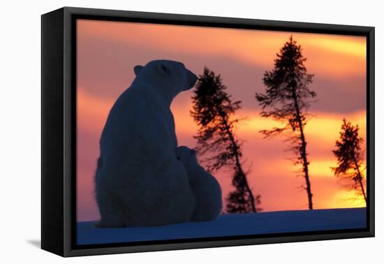 Polar Bear (Ursus Maritimus) and Cub, Wapusk National Park, Churchill, Hudson Bay, Manitoba, Canada-David Jenkins-Framed Premier Image Canvas