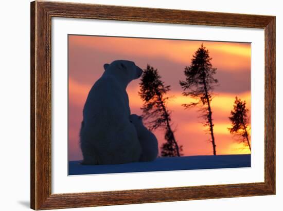 Polar Bear (Ursus Maritimus) and Cub, Wapusk National Park, Churchill, Hudson Bay, Manitoba, Canada-David Jenkins-Framed Photographic Print