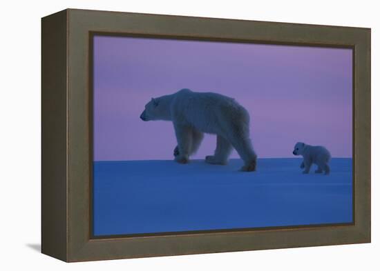 Polar Bear (Ursus Maritimus) and Cub, Wapusk National Park, Churchill, Hudson Bay, Manitoba, Canada-David Jenkins-Framed Premier Image Canvas