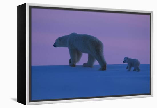 Polar Bear (Ursus Maritimus) and Cub, Wapusk National Park, Churchill, Hudson Bay, Manitoba, Canada-David Jenkins-Framed Premier Image Canvas