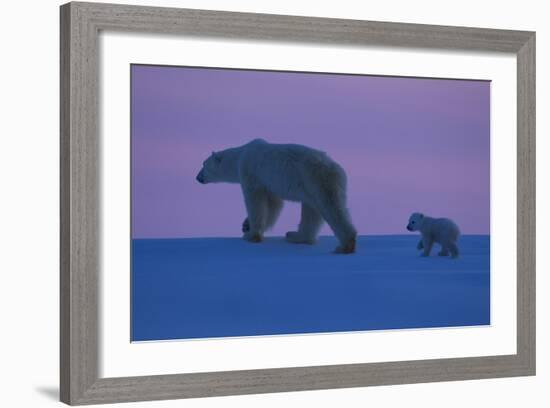 Polar Bear (Ursus Maritimus) and Cub, Wapusk National Park, Churchill, Hudson Bay, Manitoba, Canada-David Jenkins-Framed Photographic Print