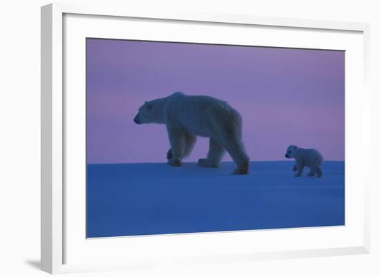 Polar Bear (Ursus Maritimus) and Cub, Wapusk National Park, Churchill, Hudson Bay, Manitoba, Canada-David Jenkins-Framed Photographic Print