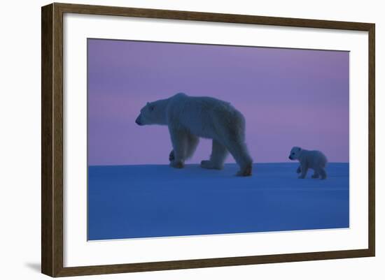 Polar Bear (Ursus Maritimus) and Cub, Wapusk National Park, Churchill, Hudson Bay, Manitoba, Canada-David Jenkins-Framed Photographic Print