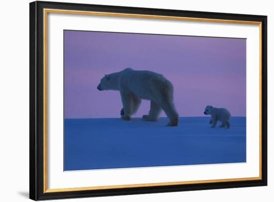 Polar Bear (Ursus Maritimus) and Cub, Wapusk National Park, Churchill, Hudson Bay, Manitoba, Canada-David Jenkins-Framed Photographic Print