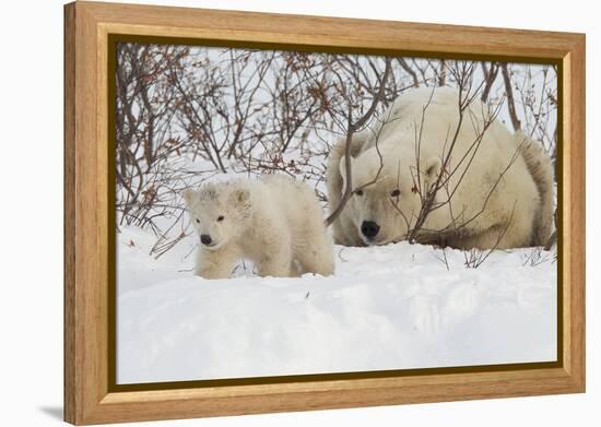 Polar Bear (Ursus Maritimus) and Cub, Wapusk National Park, Churchill, Hudson Bay, Manitoba, Canada-David Jenkins-Framed Premier Image Canvas