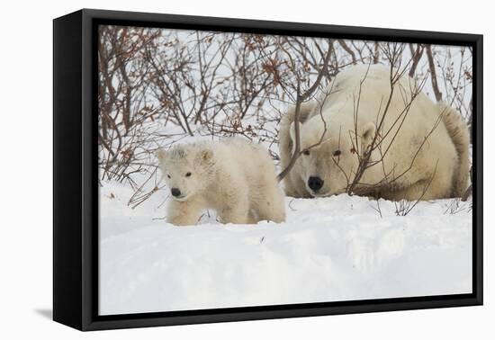 Polar Bear (Ursus Maritimus) and Cub, Wapusk National Park, Churchill, Hudson Bay, Manitoba, Canada-David Jenkins-Framed Premier Image Canvas