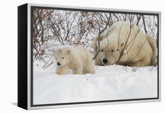 Polar Bear (Ursus Maritimus) and Cub, Wapusk National Park, Churchill, Hudson Bay, Manitoba, Canada-David Jenkins-Framed Premier Image Canvas