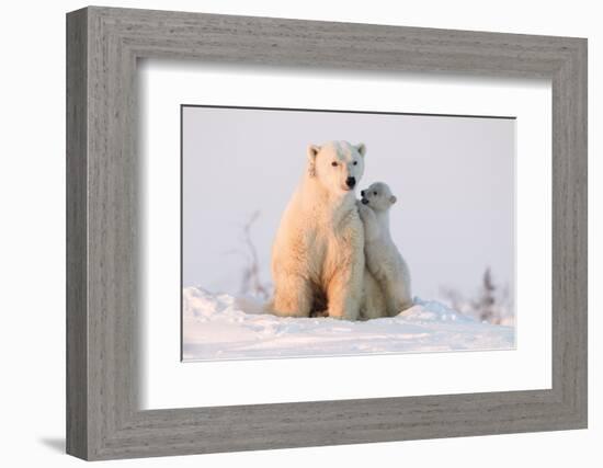 Polar Bear (Ursus Maritimus) and Cub, Wapusk National Park, Churchill, Hudson Bay, Manitoba, Canada-David Jenkins-Framed Photographic Print