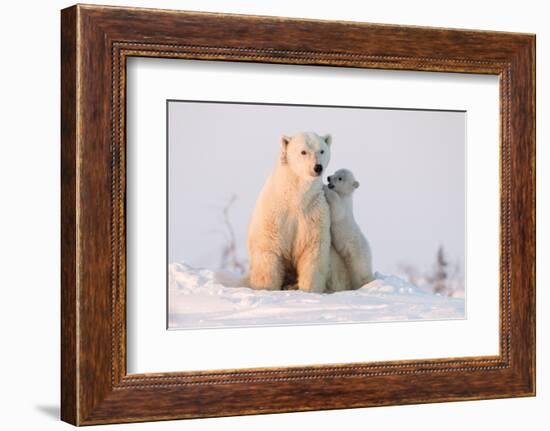 Polar Bear (Ursus Maritimus) and Cub, Wapusk National Park, Churchill, Hudson Bay, Manitoba, Canada-David Jenkins-Framed Photographic Print