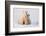 Polar Bear (Ursus Maritimus) and Cub, Wapusk National Park, Churchill, Hudson Bay, Manitoba, Canada-David Jenkins-Framed Photographic Print