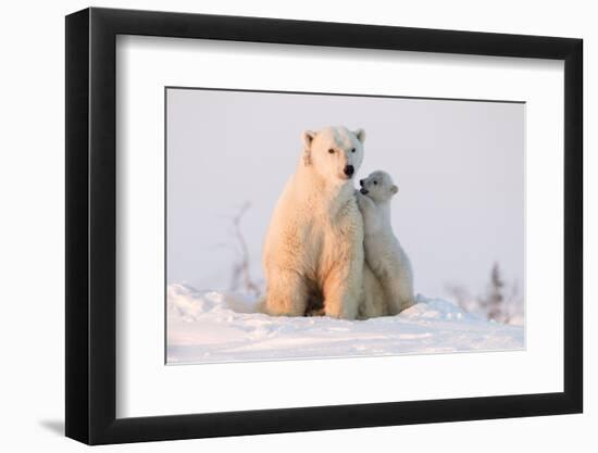 Polar Bear (Ursus Maritimus) and Cub, Wapusk National Park, Churchill, Hudson Bay, Manitoba, Canada-David Jenkins-Framed Photographic Print