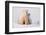 Polar Bear (Ursus Maritimus) and Cub, Wapusk National Park, Churchill, Hudson Bay, Manitoba, Canada-David Jenkins-Framed Photographic Print