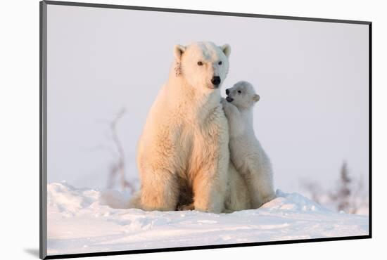 Polar Bear (Ursus Maritimus) and Cub, Wapusk National Park, Churchill, Hudson Bay, Manitoba, Canada-David Jenkins-Mounted Photographic Print