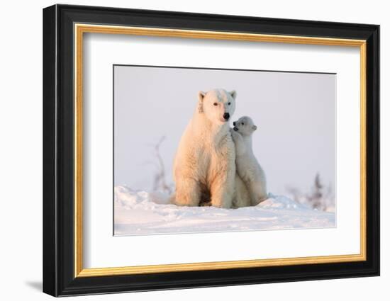 Polar Bear (Ursus Maritimus) and Cub, Wapusk National Park, Churchill, Hudson Bay, Manitoba, Canada-David Jenkins-Framed Photographic Print