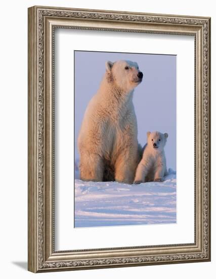 Polar Bear (Ursus Maritimus) and Cub, Wapusk National Park, Churchill, Hudson Bay, Manitoba, Canada-David Jenkins-Framed Photographic Print