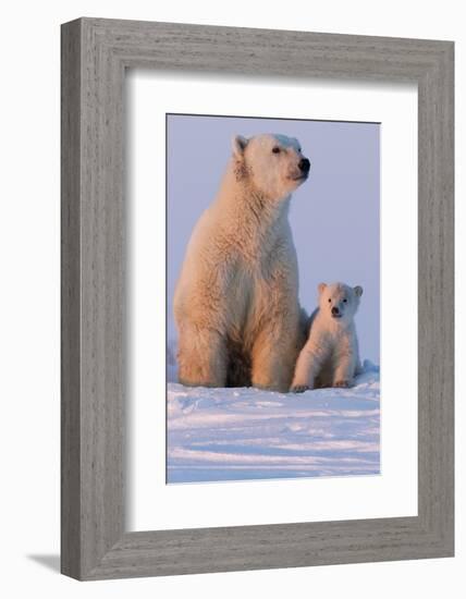 Polar Bear (Ursus Maritimus) and Cub, Wapusk National Park, Churchill, Hudson Bay, Manitoba, Canada-David Jenkins-Framed Photographic Print