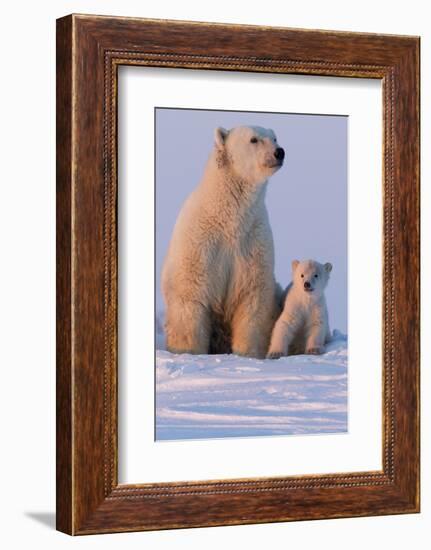 Polar Bear (Ursus Maritimus) and Cub, Wapusk National Park, Churchill, Hudson Bay, Manitoba, Canada-David Jenkins-Framed Photographic Print