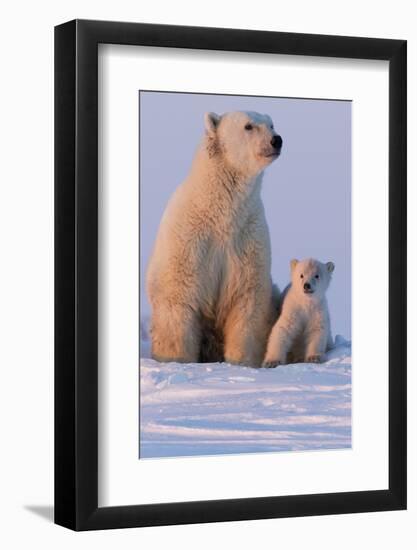 Polar Bear (Ursus Maritimus) and Cub, Wapusk National Park, Churchill, Hudson Bay, Manitoba, Canada-David Jenkins-Framed Photographic Print