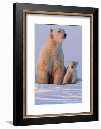 Polar Bear (Ursus Maritimus) and Cub, Wapusk National Park, Churchill, Hudson Bay, Manitoba, Canada-David Jenkins-Framed Photographic Print