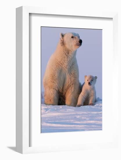 Polar Bear (Ursus Maritimus) and Cub, Wapusk National Park, Churchill, Hudson Bay, Manitoba, Canada-David Jenkins-Framed Photographic Print