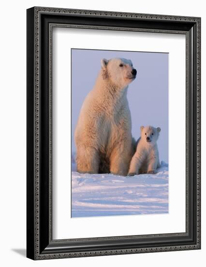 Polar Bear (Ursus Maritimus) and Cub, Wapusk National Park, Churchill, Hudson Bay, Manitoba, Canada-David Jenkins-Framed Photographic Print