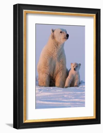 Polar Bear (Ursus Maritimus) and Cub, Wapusk National Park, Churchill, Hudson Bay, Manitoba, Canada-David Jenkins-Framed Photographic Print