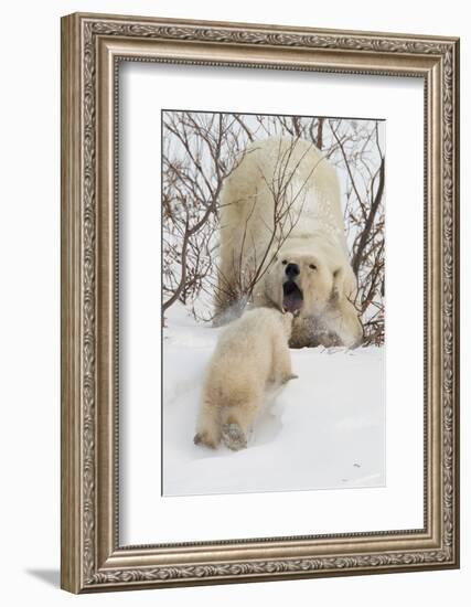 Polar Bear (Ursus Maritimus) and Cub, Wapusk National Park, Churchill, Hudson Bay, Manitoba, Canada-David Jenkins-Framed Photographic Print