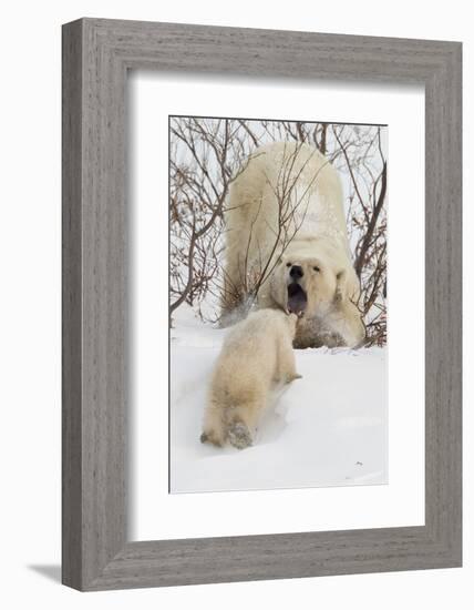 Polar Bear (Ursus Maritimus) and Cub, Wapusk National Park, Churchill, Hudson Bay, Manitoba, Canada-David Jenkins-Framed Photographic Print