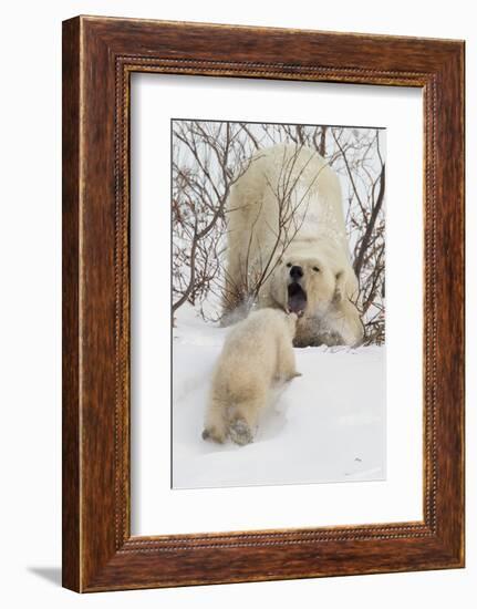 Polar Bear (Ursus Maritimus) and Cub, Wapusk National Park, Churchill, Hudson Bay, Manitoba, Canada-David Jenkins-Framed Photographic Print