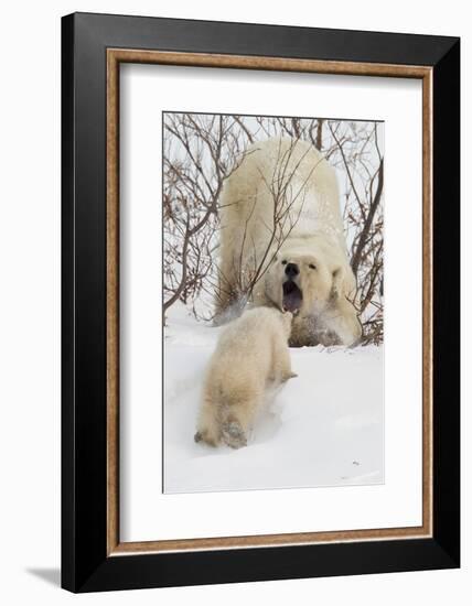 Polar Bear (Ursus Maritimus) and Cub, Wapusk National Park, Churchill, Hudson Bay, Manitoba, Canada-David Jenkins-Framed Photographic Print