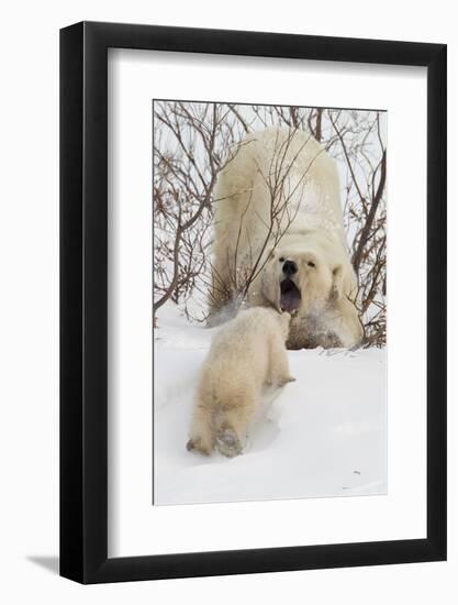 Polar Bear (Ursus Maritimus) and Cub, Wapusk National Park, Churchill, Hudson Bay, Manitoba, Canada-David Jenkins-Framed Photographic Print