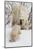 Polar Bear (Ursus Maritimus) and Cub, Wapusk National Park, Churchill, Hudson Bay, Manitoba, Canada-David Jenkins-Mounted Photographic Print