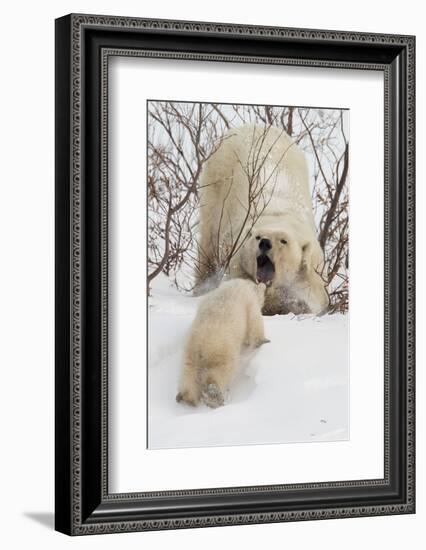 Polar Bear (Ursus Maritimus) and Cub, Wapusk National Park, Churchill, Hudson Bay, Manitoba, Canada-David Jenkins-Framed Photographic Print