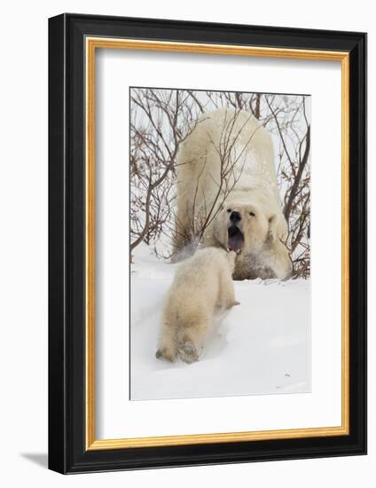 Polar Bear (Ursus Maritimus) and Cub, Wapusk National Park, Churchill, Hudson Bay, Manitoba, Canada-David Jenkins-Framed Photographic Print