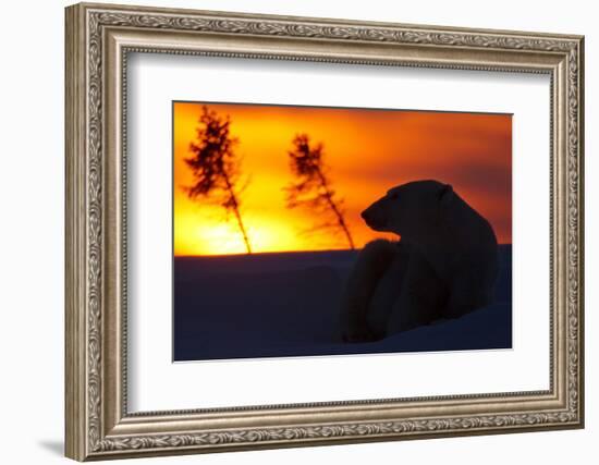 Polar Bear (Ursus Maritimus) and Cub, Wapusk National Park, Churchill, Hudson Bay, Manitoba, Canada-David Jenkins-Framed Photographic Print
